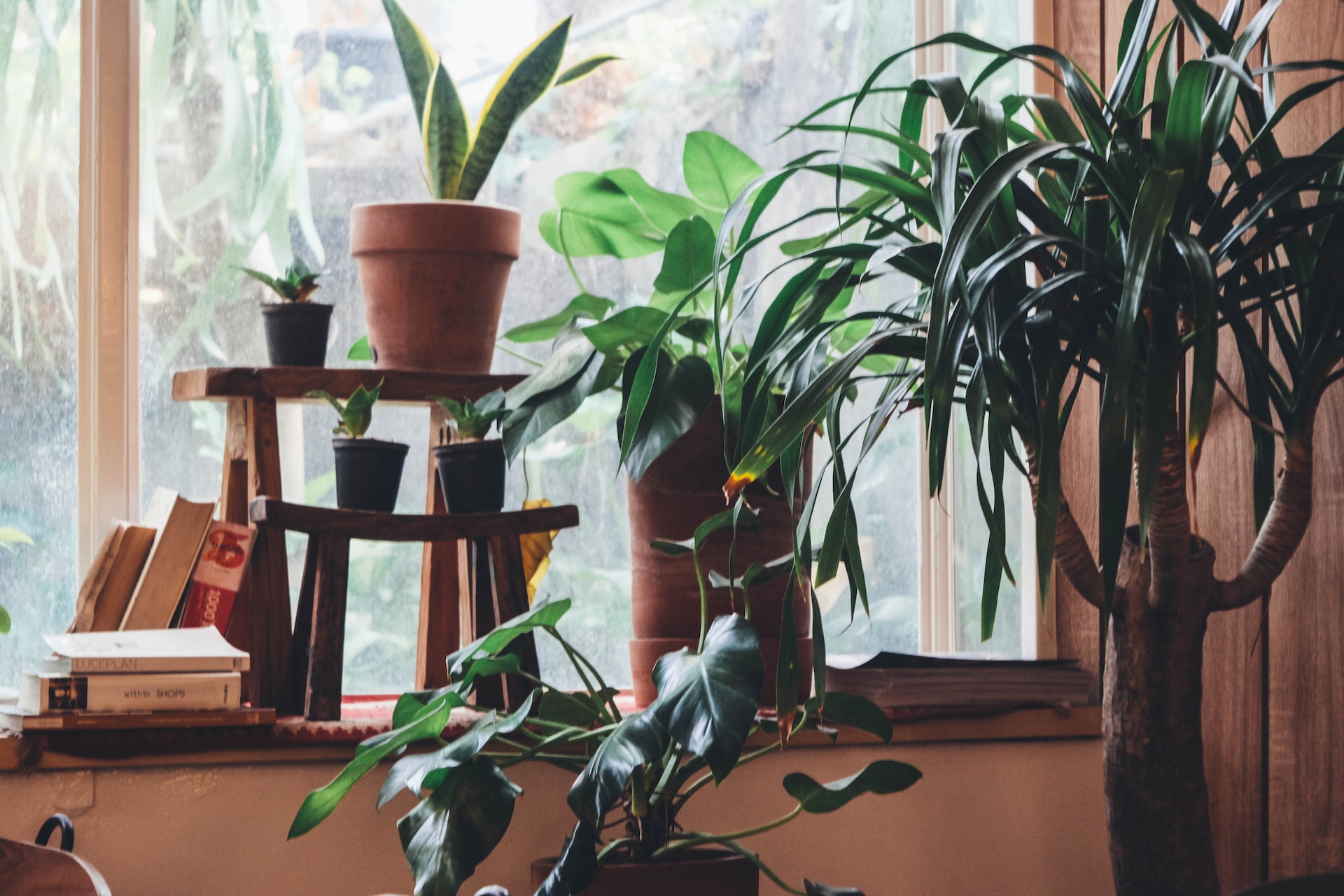 Quem coloca plantas nestes 10 lugares da casa não se arrepende