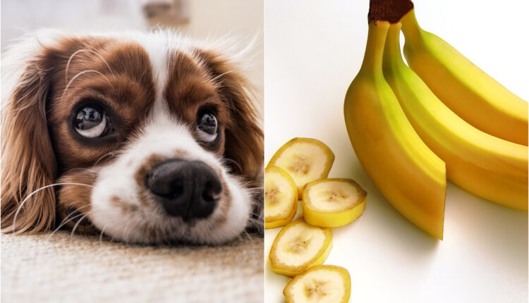 Quando o assunto é o que nosso cachorro deve comer, o pensamento de muitas pessoas que amam seus amigos de quatro patas é quase o mesmo: a melhor e mais completa alimentação possível! Isso vai desde rações com alto poder nutricional, até alimentos naturais, que, se não confirmados por veterinários quanto a questão de sua segurança, podem fazer mais mal do que bem. Dentre eles estão determinadas frutas. A seguir, saiba se seu cão pode comer ou não bananas.
