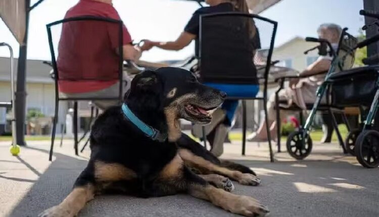 As constantes fugas de Scout, um cachorro vira-lata que estava aguardando adoção no abrigo, mostravam que o esperto cãozinho não estava muito interessado em ser escolhido por uma família, mas sim em escolher seu próprio lar. Continue a leitura para saber mais detalhes sobre a tocante história e seu desfecho, a seguir.