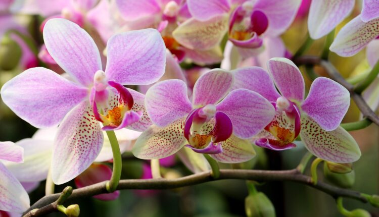 A orquídea é encontrada em grande parte das casas dos brasileiros por conta de sua variedade de cores e delicadeza de suas flores. Elas também são conhecidas por sua resistência, facilidade de cuidado e pela exuberante floração, que apresenta flores de formatos exóticos. Mas você sabe realmente como cuidar da sua bela orquídea? Continue a leitura para aprender alguns truques valiosos sobre poda e conservação.
