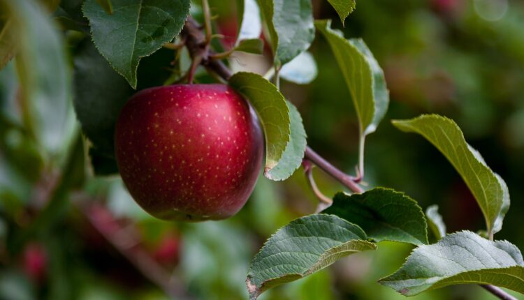 A maçã é uma fruta muito popular entre os brasileiros, não apenas por seu inigualável sabor, como pelos benefícios que pode proporcionar para a nossa saúde. No entanto, você já parou para pensar nas utilidades possíveis para as sementes do fruto? Continue a leitura, logo abaixo e aprenda um truque impressionante ao guardá-las em sua geladeira.