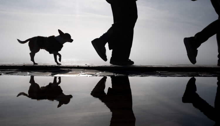 Pode passear com cachorro sem coleira? Veja o que diz a lei