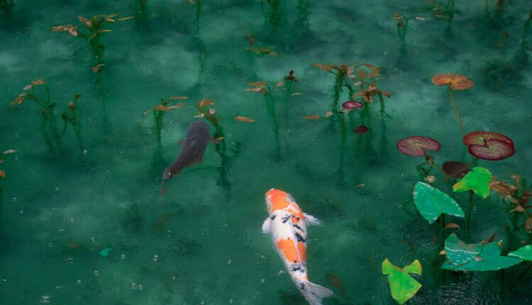 Peixes