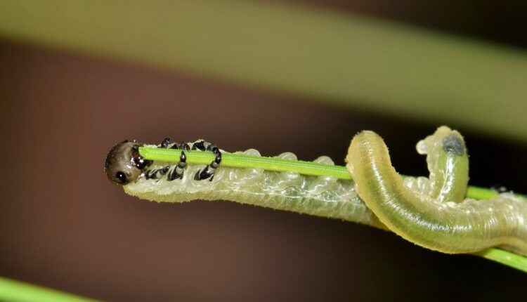 Larva