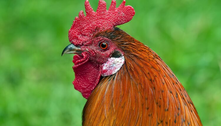 Galinha