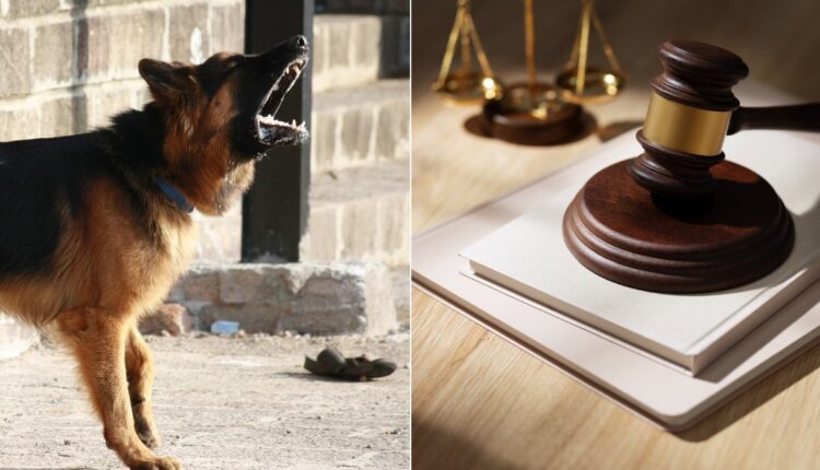 Seu cachorro late muito? Cuidado! Justiça determina indenização de R$ 2,5 mil