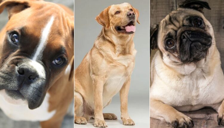 O cachorro é considerado o melhor amigo do homem há milênios em qualquer parte do mundo, e poucas pessoas podem discordar disso. No Brasil, os cães são os pets preferidos das pessoas que procuram por um animal de estimação e certamente vemos com mais frequência algumas raças em especial, seja por sua obediência e fidelidade ao dono, seja pelo cuidado especial com crianças. A seguir, confira uma lista com os 10 cães mais amados pelos brasileiros.