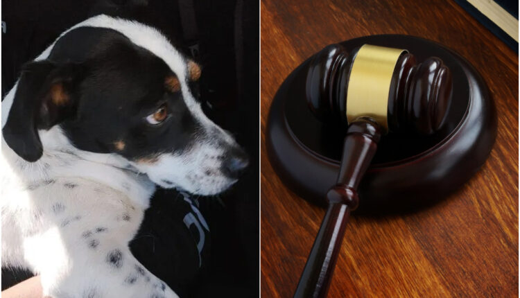 Um caso que comoveu o país em junho foi parar na justiça e o autor da ação é um tanto inusitado: um cão. Conhecido como Tokinho, o animal sofria maus-tratos de seu antigo dono, no entanto o tutor acabou sendo liberado pela justiça. Amparado por uma ONG, o caso do pet está sendo tratado judicialmente para que o agressor pague por danos morais. Entenda mais detalhes da história, a seguir.