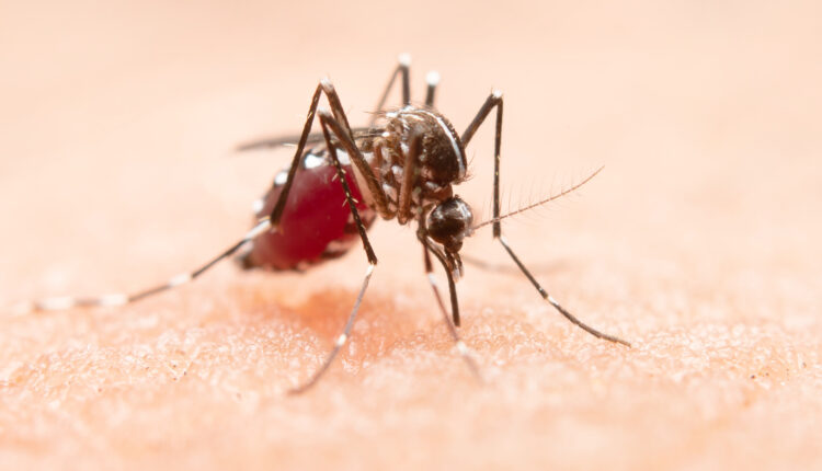 Um estudo conduzido no estado de Pernambuco revelou, recentemente, resultados promissores ao investigar o potencial do extrato da Cannabis sativa na interrupção eficaz do desenvolvimento da larva do mosquito Aedes aegypti, conhecido por transmitir doenças como a dengue, zika e outras arboviroses. Siga a leitura abaixo e entenda mais detalhes sobre a pesquisa.
