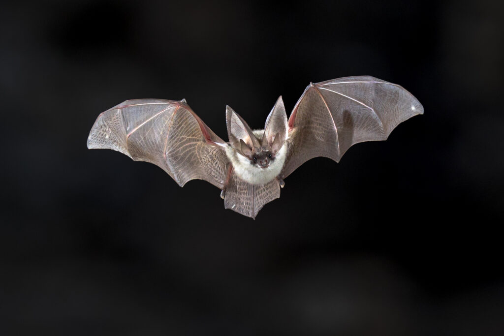 Espécie de morcegos reaparece após 100 anos e preocupa cientistas. Entenda o motivo