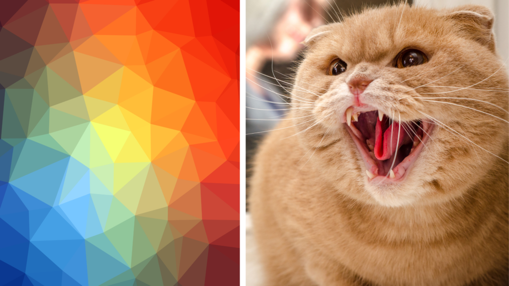 Estas cores são as que mais irritam e as que mais acalmam os gatos, de acordo com pesquisa científica; confira.