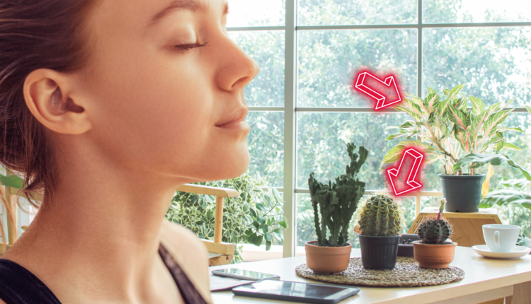 Confira quais são as plantas que podem purificar o ar da sua casa ou do apartamento de modo eficaz a partir de hoje.