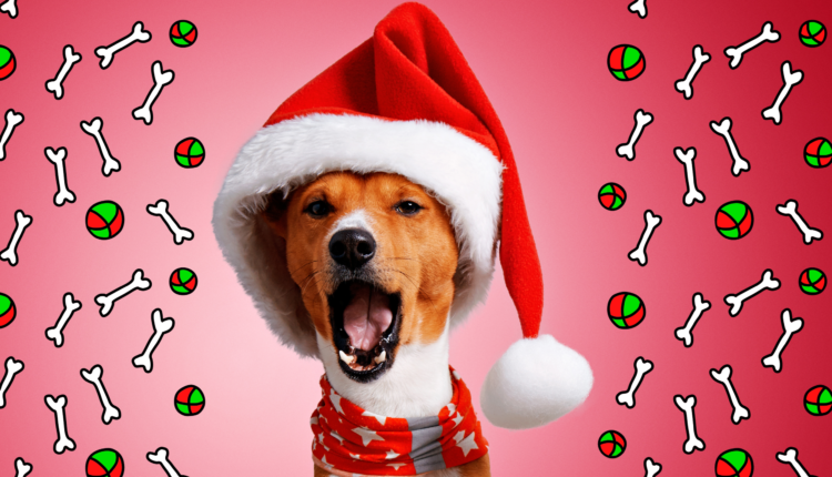 Aprenda a fazer petiscos deliciosos para seus pets entrarem no clima do Natal com toda a família neste ano: 4 receitas.