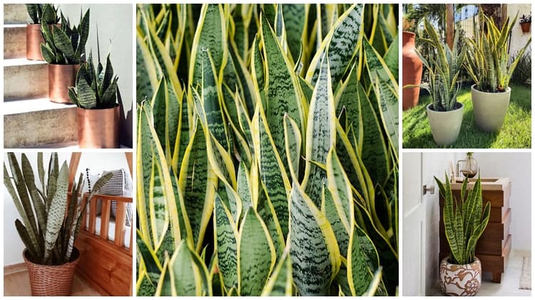 Cuidar da Espada de São Jorge, uma planta robusta e de fácil manutenção, requer atenção a alguns detalhes para assegurar seu crescimento saudável e a vitalidade de suas folhas pontiagudas e elegantes. (Foto divulgação)