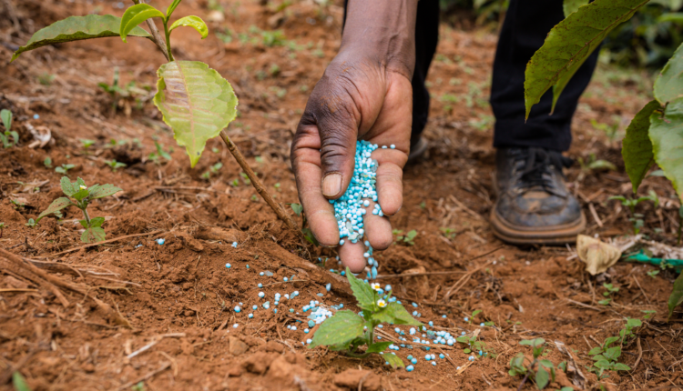 Bokashi: o poder da compostagem anaeróbica para suas plantas do jardim, horta ou dos vasos na sua casa. Entenda como fazer.
