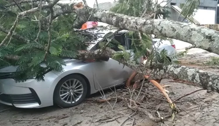 Carro e árvore
