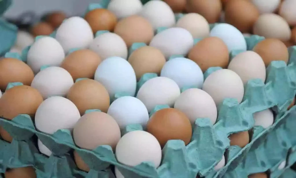 Os ovos são uma fonte rica de proteínas e outros nutrientes essenciais. (Foto divulgação)