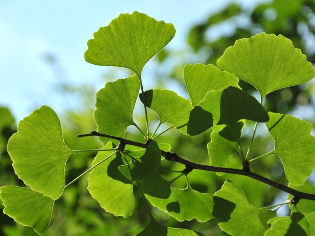 Ginkgo Biloba: a planta que traz a sabedoria do Feng Shui para sua casa, prometendo prosperidade e boa sorte. (Foto divulgação)