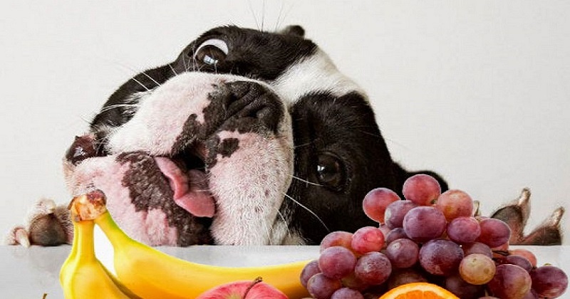 Muitas frutas são seguras e até benéficas para os cães, oferecendo uma ótima fonte de vitaminas, fibras e hidratação. Porém, algumas são perigosas. (Foto divulgação)