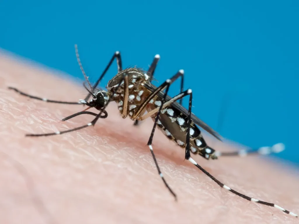Descubra como a escolha do sabonete pode afastar mosquitos naturalmente, segundo estudo recente. (Foto divulgação)