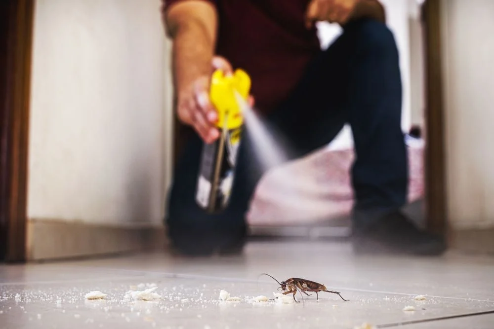 Descubra como eliminar baratas e outros insetos com esta solução natural e segura para sua casa. (Foto divulgação)
