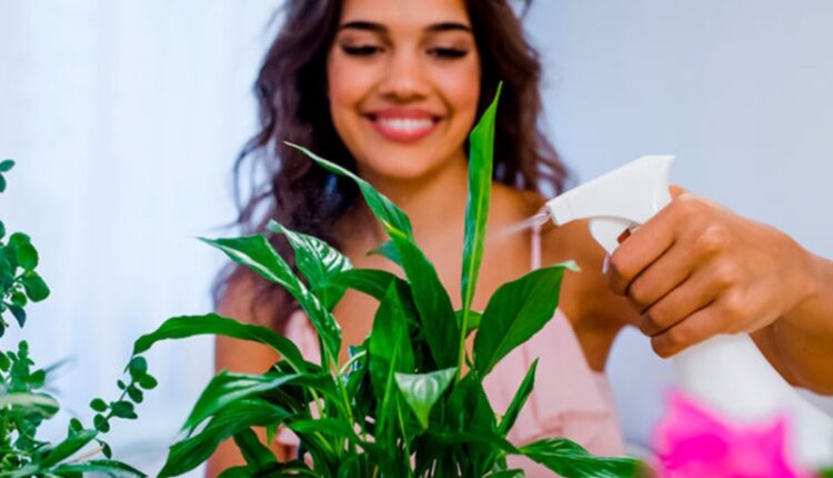 O vinagre é seu aliado contra pragas e fungos em plantas. Aprenda a usar essa solução simples para proteger seu ambiente de forma sustentável.