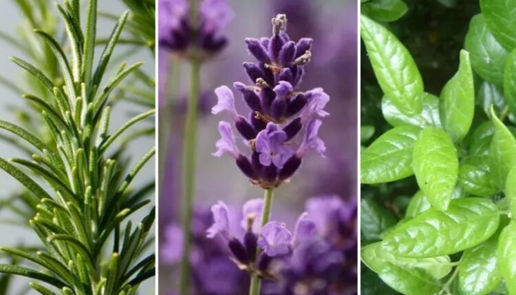 Aprenda a usar citronela, hortelã e lavanda para manter as moscas longe. Transforme sua casa em um refúgio perfumado e livre de pragas.