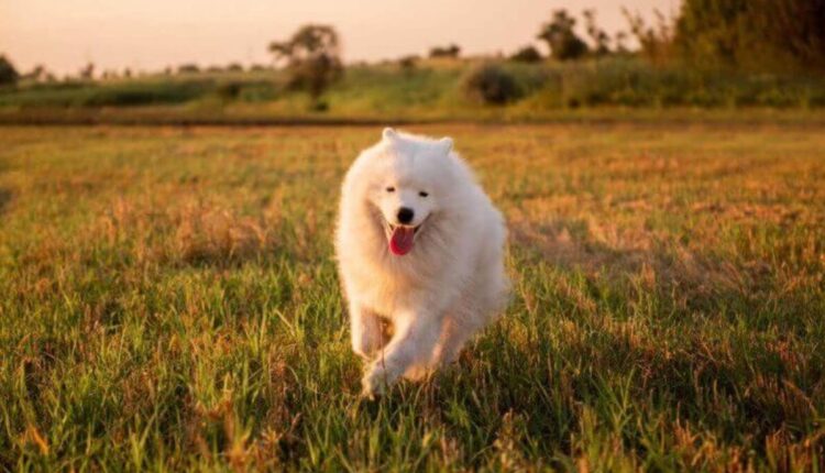 Cão raças mais caras.