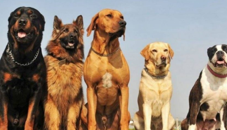 Cachorros de diferentes raças sentados.
