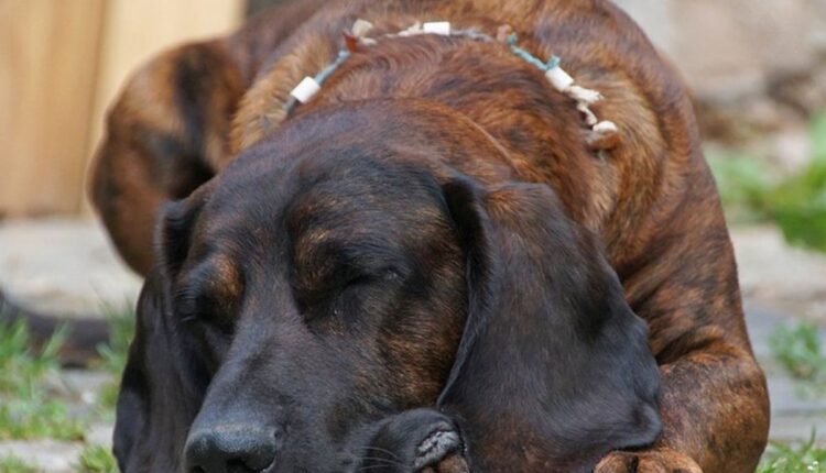 Cachorros preguiçosos.