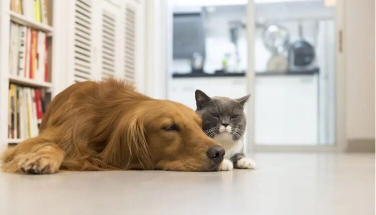 Alergia cão gato.