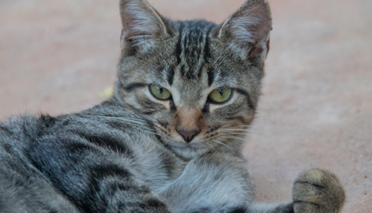 Alerta! Gatos são os novos transmissores da gripe aviária Entenda
