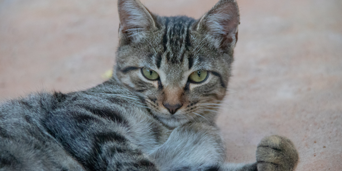 Alerta! Gatos são os novos transmissores da gripe aviária Entenda