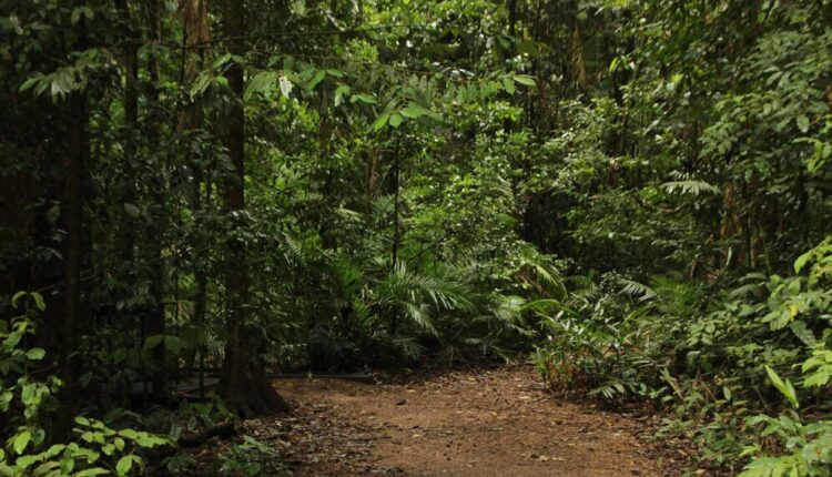 Floresta.
