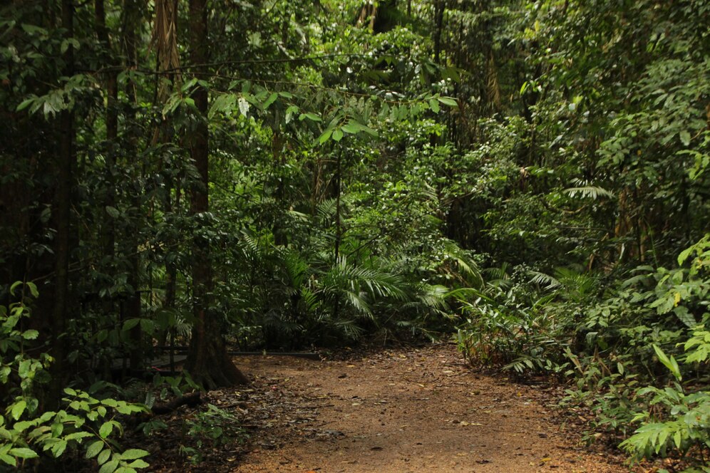 Floresta.