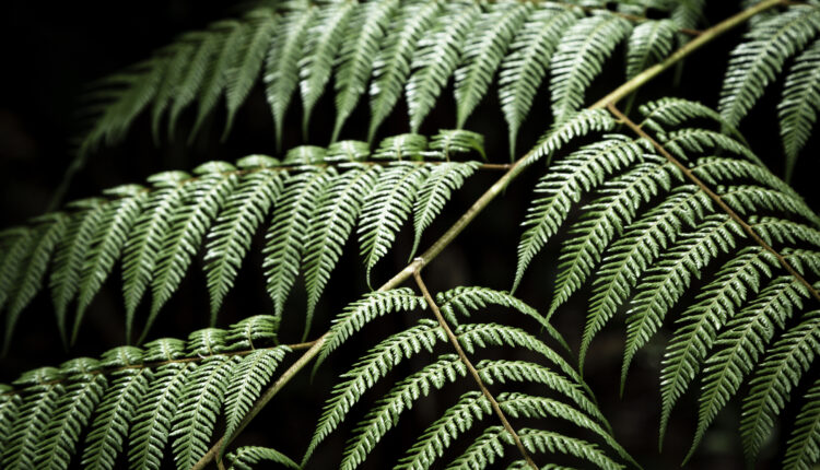 A samambaia não é uma planta que exige cuidados demasiados, mas ainda precisa de amor.