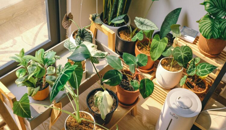Você já conhecem as plantas que espantam moscas? Confira quais são.
