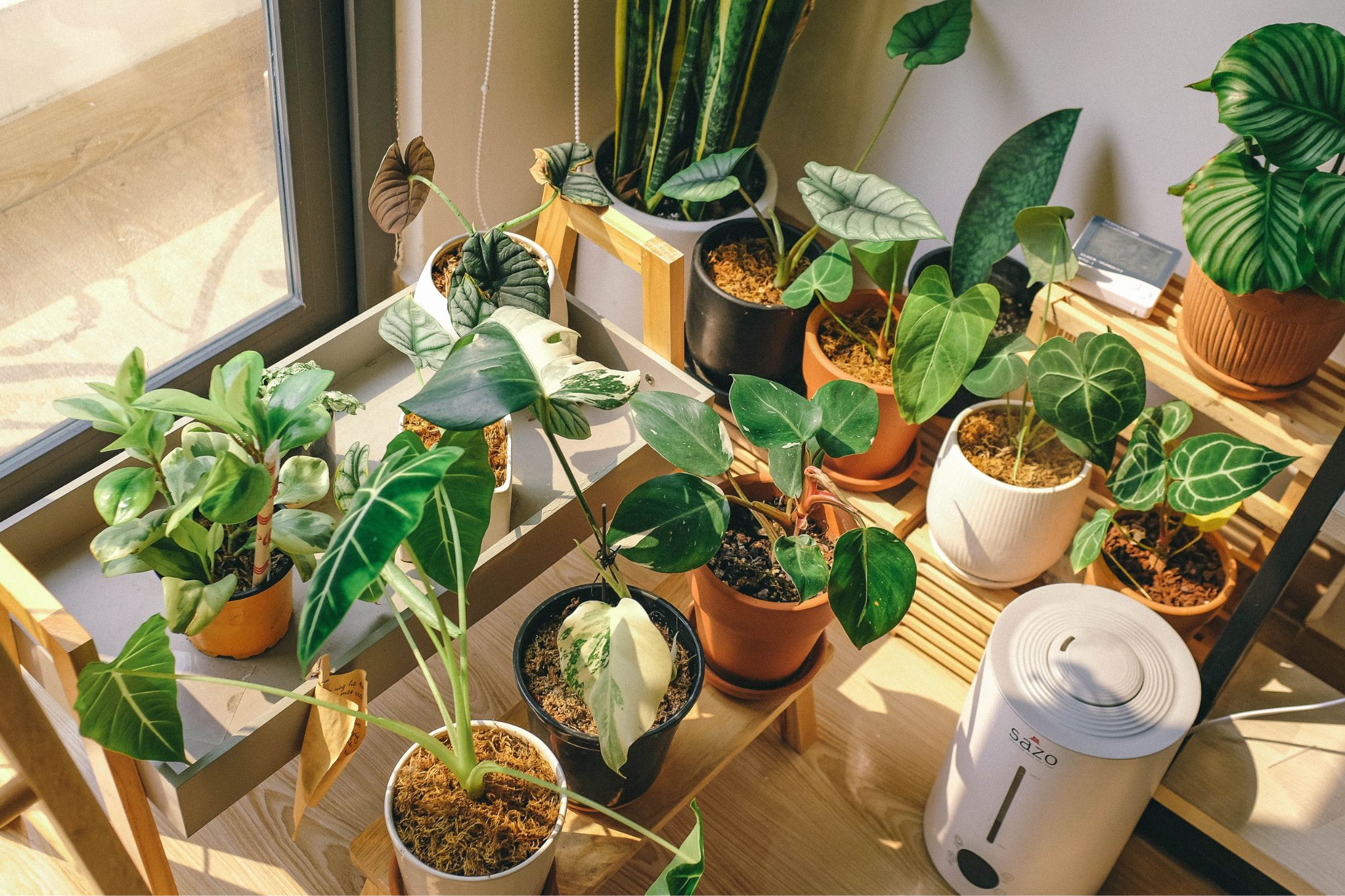 Você já conhecem as plantas que espantam moscas? Confira quais são.