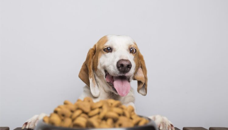 Quer saber quais alimentos cachorro pode comer? Veja a lista completa!