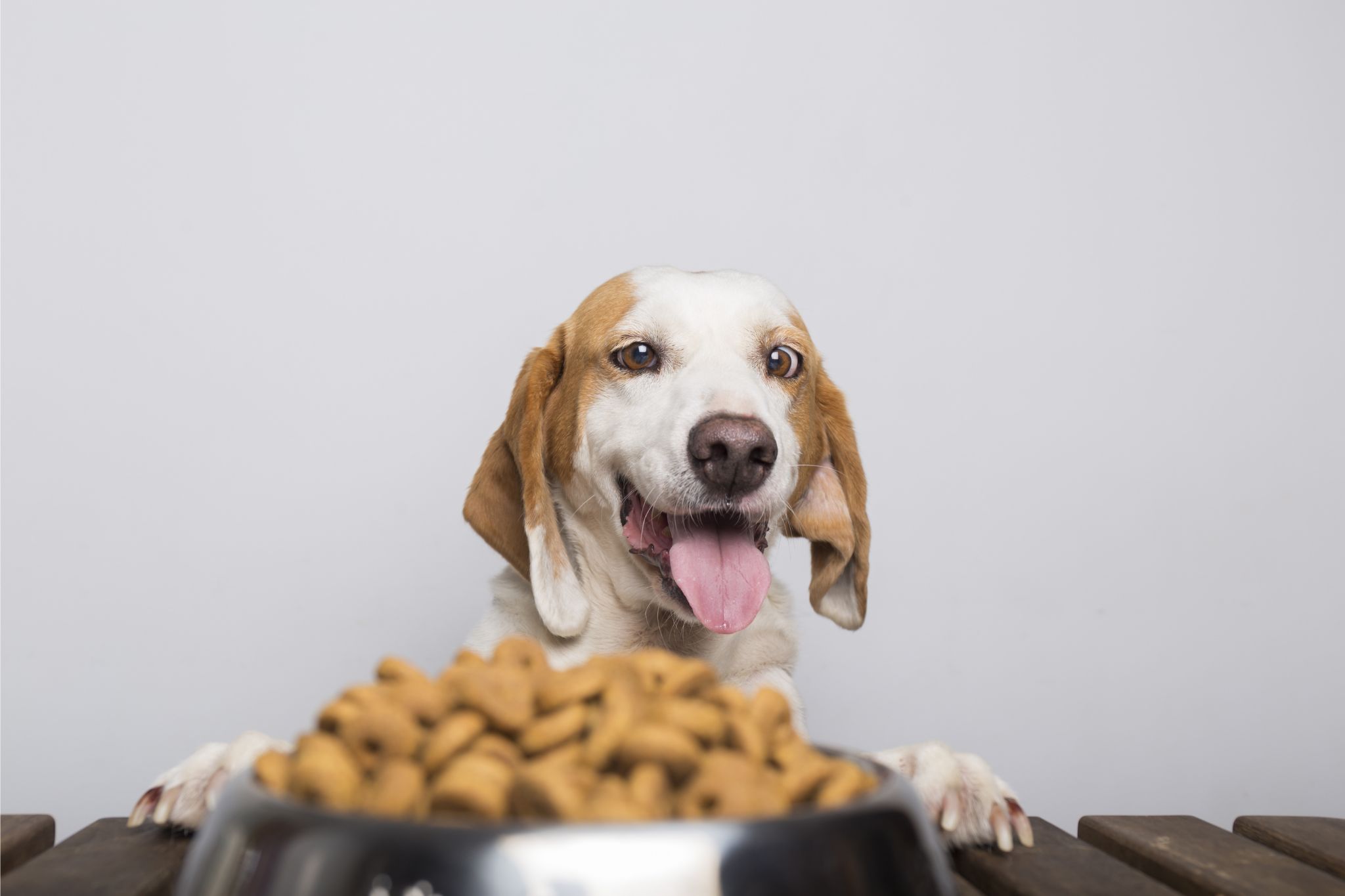 Quer saber quais alimentos cachorro pode comer? Veja a lista completa!