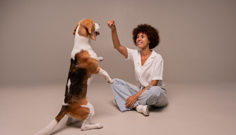Adestramento Canino