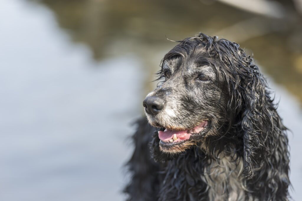 Com quantos anos o cachorro envelhece