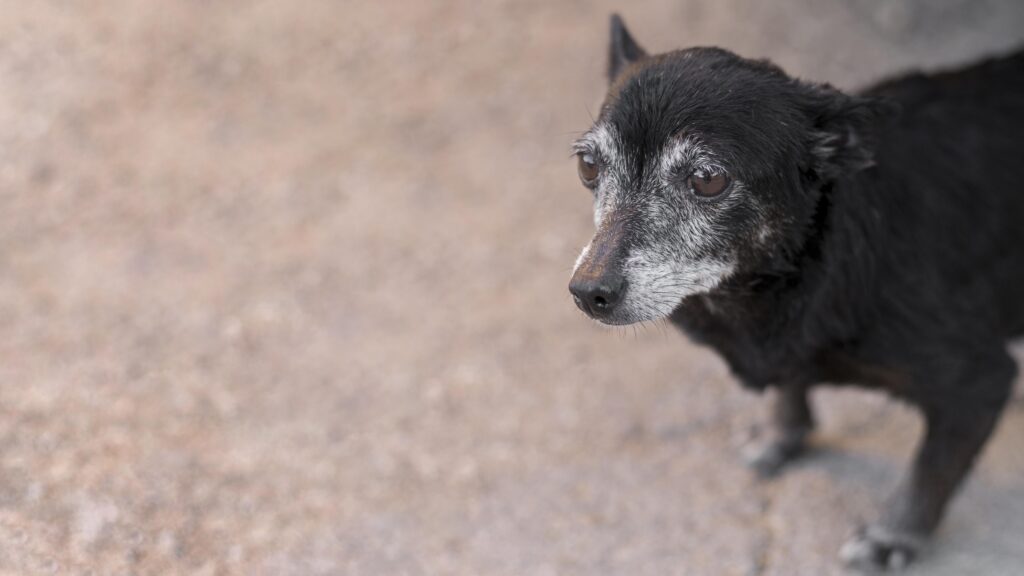 Com quantos anos o cachorro envelhece