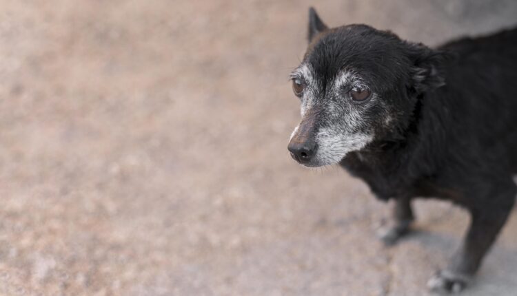 Com quantos anos o cachorro envelhece