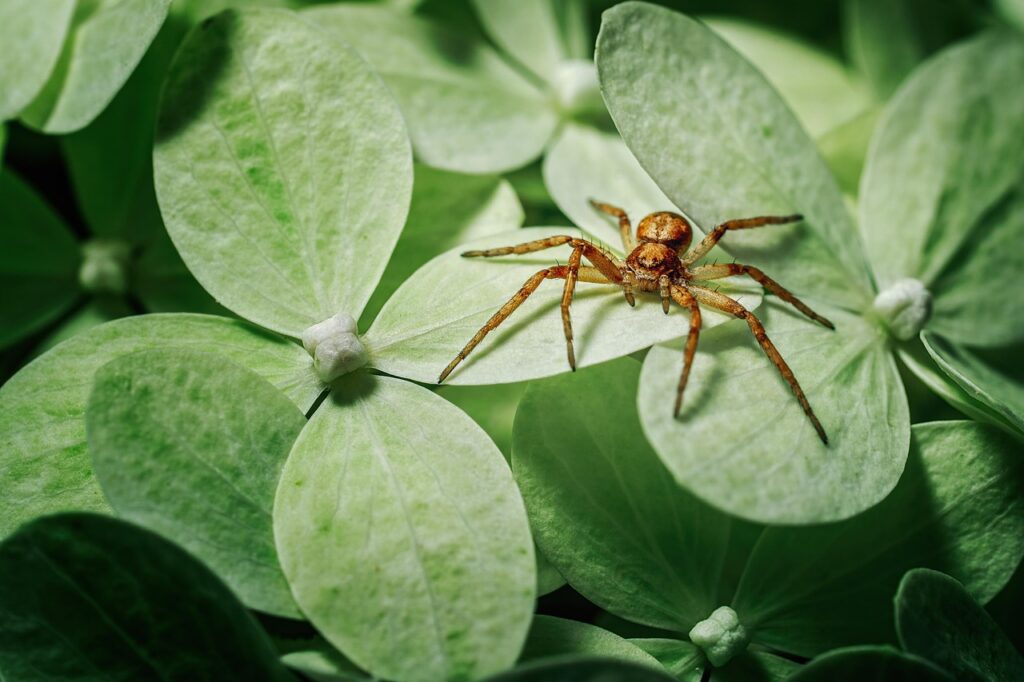 Aprender a identificar aranhas perigosas pode salvar sua vida e de quem mora com você.