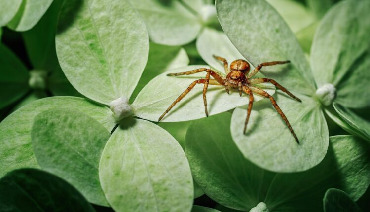 Aprender a identificar aranhas perigosas pode salvar sua vida e de quem mora com você.