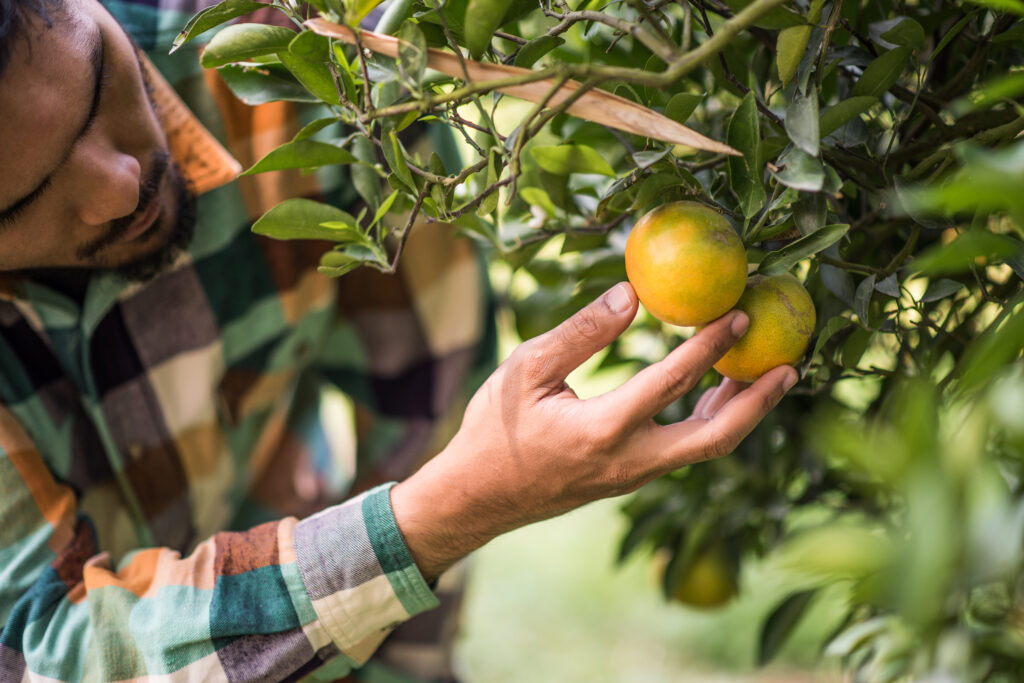 As árvores frutíferas têm diversos pontos positivos, mas podem atrair animais peçonhentos e outras pragas.