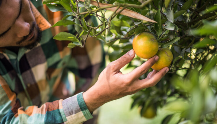 As árvores frutíferas têm diversos pontos positivos, mas podem atrair animais peçonhentos e outras pragas.
