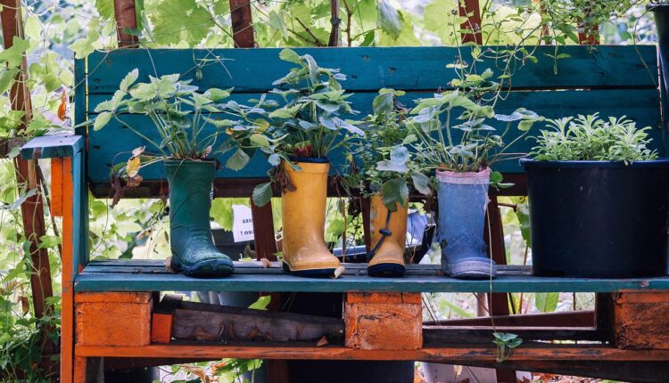 Se você quer cultivar plantas medicinais, veja as dicas e quais as melhores para começar.