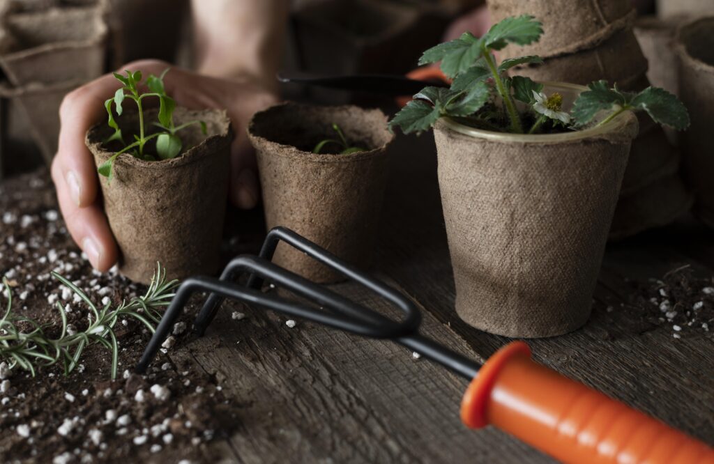 Se você quer perder peso, veja algumas plantas que podem ajudar no processo.